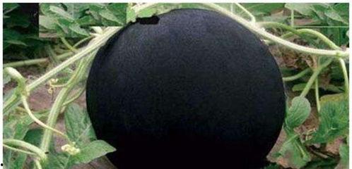 料吃瓜网黑,黑幕背后的真实故事