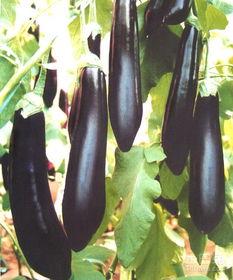 怀孕可以吃黑茄瓜,黑茄瓜助力母婴健康