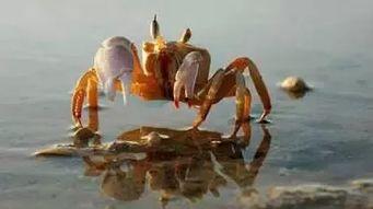 螃蟹爬行视频,揭秘海洋生物的独特步态
