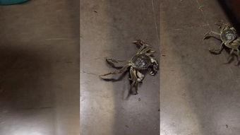 螃蟹爬行视频,揭秘海洋生物的独特步态
