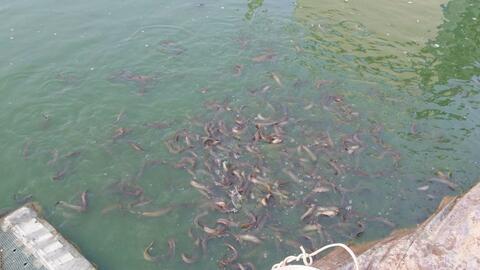 怎样养泥鳅视频,视频教程详解