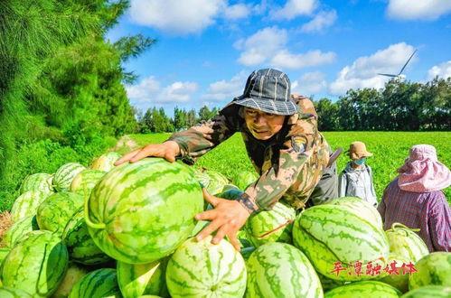 今日热点无人卖瓜,新时代农业新现象