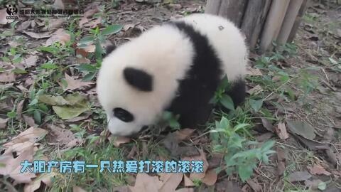 大熊猫搞笑视频,萌化你的心！