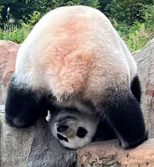 大熊猫搞笑视频,萌化你的心！