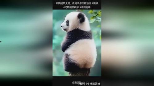 大熊猫搞笑视频,萌化你的心！