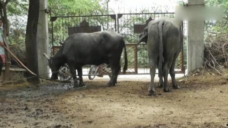 大猩猩交配视频,揭秘原始森林中的交配奥秘