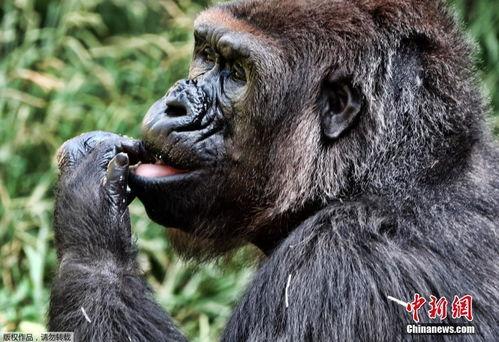 大猩猩交配视频,揭秘原始森林中的交配奥秘