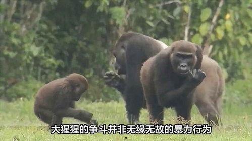 大猩猩交配视频,揭秘原始森林中的交配奥秘