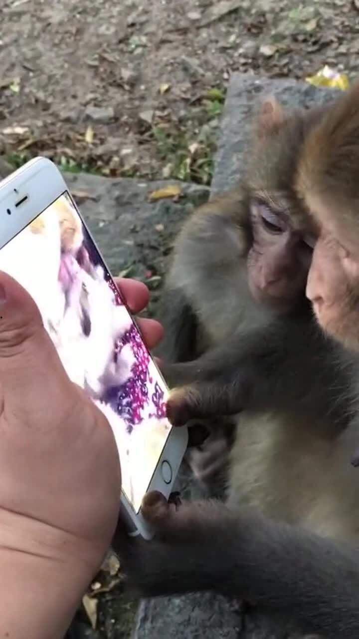小猴子视频全部,欢乐时光，趣味无限