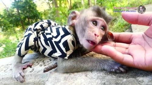 小猴子视频全部,欢乐时光，趣味无限