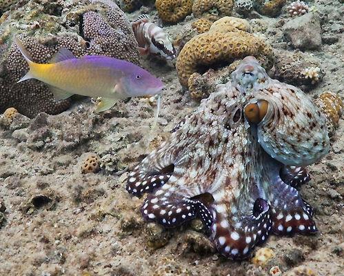 章鱼视频,探索海洋奥秘的视觉盛宴