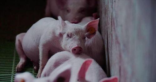 粉红的猪吃黑瓜好吗视频,黑瓜美食之旅