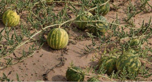 沙漠瓜今日行情,价格波动与市场动态一览