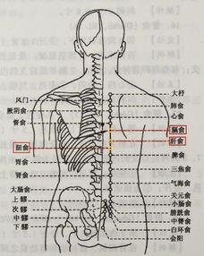 拔罐操作视频教程,视频教程详解