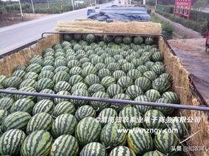 国内黑科吃瓜免费,免费获取瓜子的秘密通道