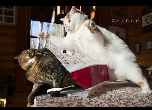 打猫视频,打猫视频引发社会关注与反思