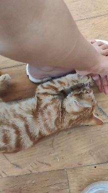 打猫视频,打猫视频引发社会关注与反思