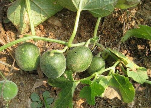 云南建水小瓜今日行情,丰收喜人，价格稳中有升