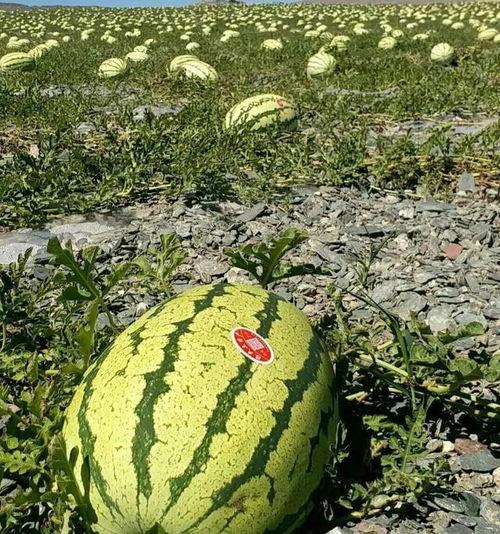 今日陕西沙漠瓜价,瓜价今日行情一览