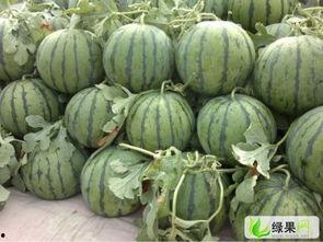 今日陕西沙漠瓜价,瓜价今日行情一览