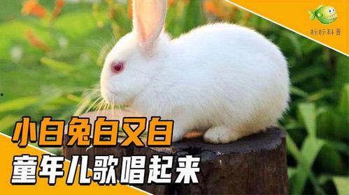 小白兔儿歌视频