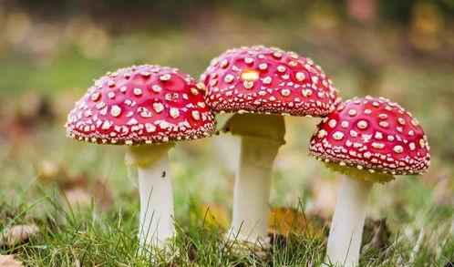 17cg吃瓜官网黑料蘑菇视频,蘑菇视频背后的惊人黑料