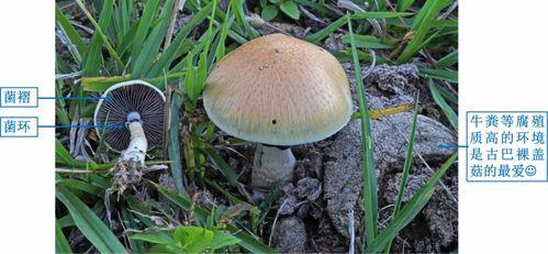 17cg吃瓜官网黑料蘑菇视频,蘑菇视频背后的惊人黑料