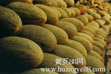 今日南宁哈密瓜批发价,品质佳价优，瓜香四溢迎丰收”