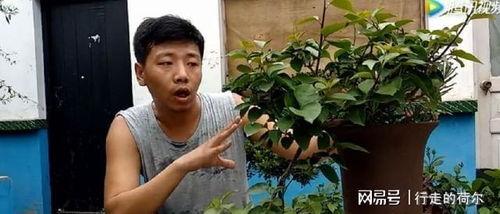 三角梅怎么修剪视频,视频教程精华概述