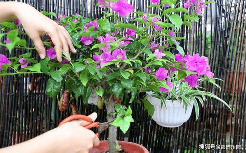 三角梅怎么修剪视频,视频教程精华概述