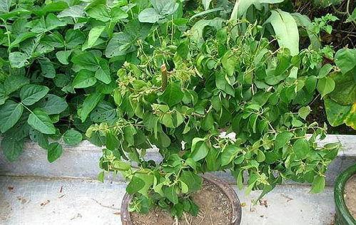 三角梅怎么修剪视频,视频教程精华概述