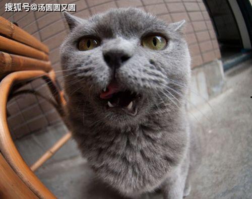 蓝猫可以吃黑瓜吗,探索猫咪的饮食奥秘