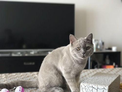 蓝猫可以吃黑瓜吗,探索猫咪的饮食奥秘