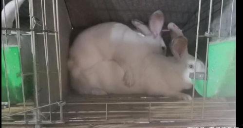 兔子交配视频,自然繁衍的奇妙瞬间