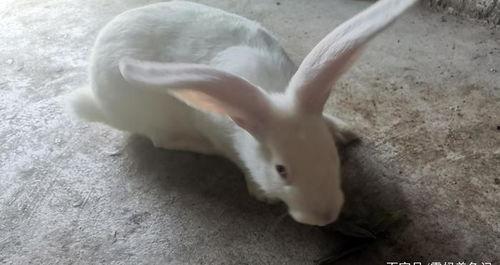 兔子交配视频,自然繁衍的奇妙瞬间