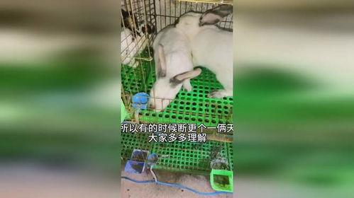 兔子交配视频,自然繁衍的奇妙瞬间