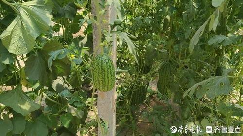 今日大瓜热门大瓜,揭秘娱乐圈最新“大瓜”，真相令人震惊！