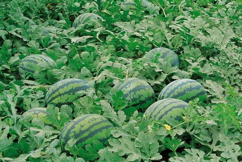 凉山吃瓜爆料视频大全,视频大全揭秘当地风土人情