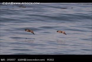 飞鸟视频,捕捉光影之美，探索视觉盛宴