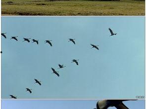 飞鸟视频,捕捉光影之美，探索视觉盛宴