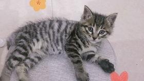 喵喵视频,带你领略萌宠世界的欢乐瞬间