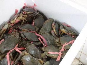 蟹黑弟 吃瓜,揭秘娱乐圈背后的秘密