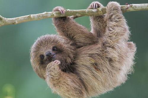 动物拉屎的视频