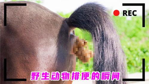 动物拉屎的视频