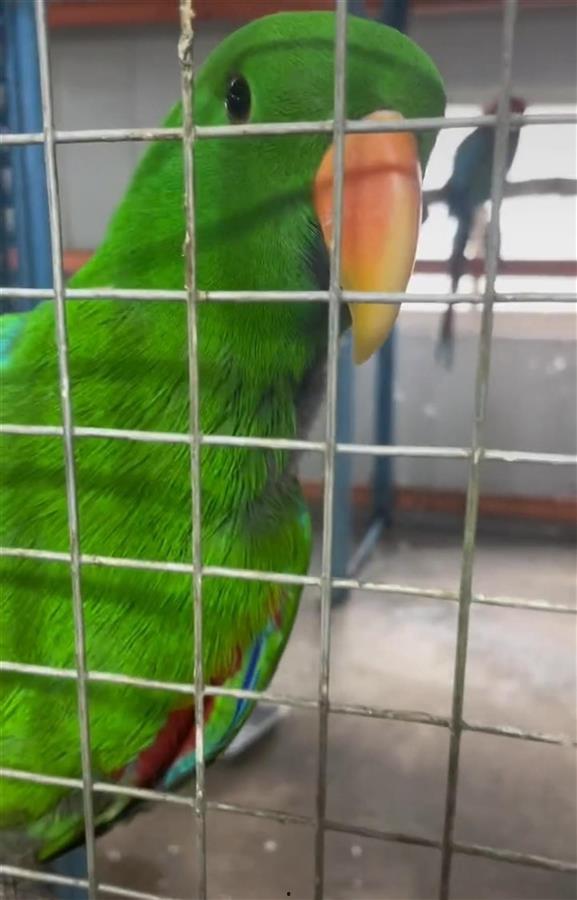 鹦鹉视频,智慧鸟儿的多彩生活瞬间