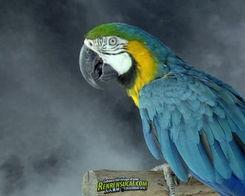 鹦鹉视频,智慧鸟儿的多彩生活瞬间