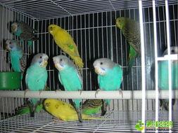 鹦鹉视频,智慧鸟儿的多彩生活瞬间